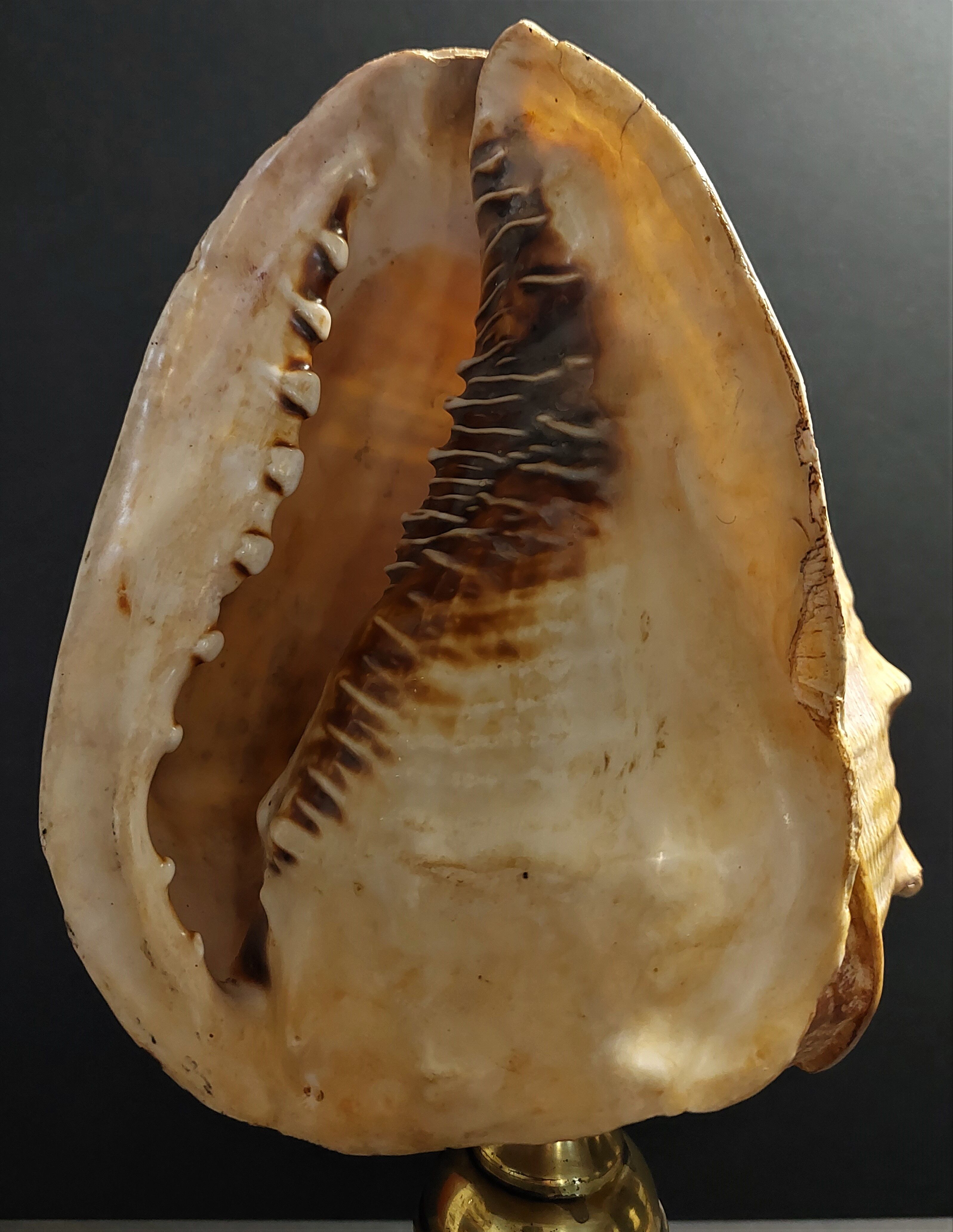 Cabinet of Curiosities shell blackcurrant cornuta on base