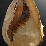 Cabinet of Curiosities shell blackcurrant cornuta on base