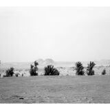 Photograph: Timimoune palm trees