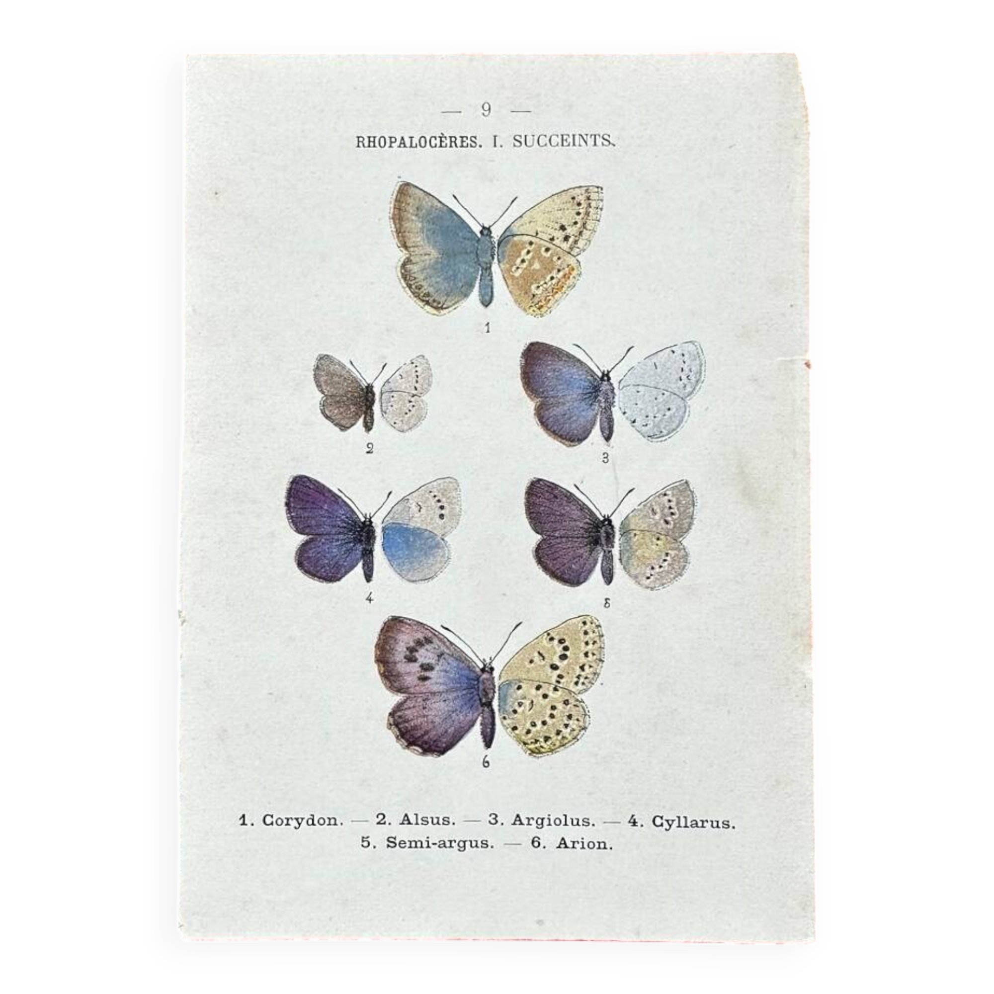 Naturalist engraving Butterfly Art Deco Circa 1800 botanical plate