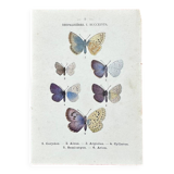 Lithographie naturaliste "Papillon" Art Déco, circa 1890