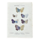 Naturalist engraving Butterfly Art Deco Circa 1800 botanical plate