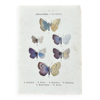 Naturalist engraving Butterfly Art Deco Circa 1800 botanical plate