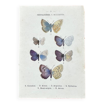 Lithographie naturaliste "Papillon" Art Déco, circa 1890
