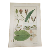 Water lily botanical board