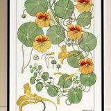 Affiche “Capucine”, d’après une lithographie art nouveau de 1897