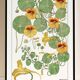 “Capucine” poster, after an Art Nouveau lithograph from 1897