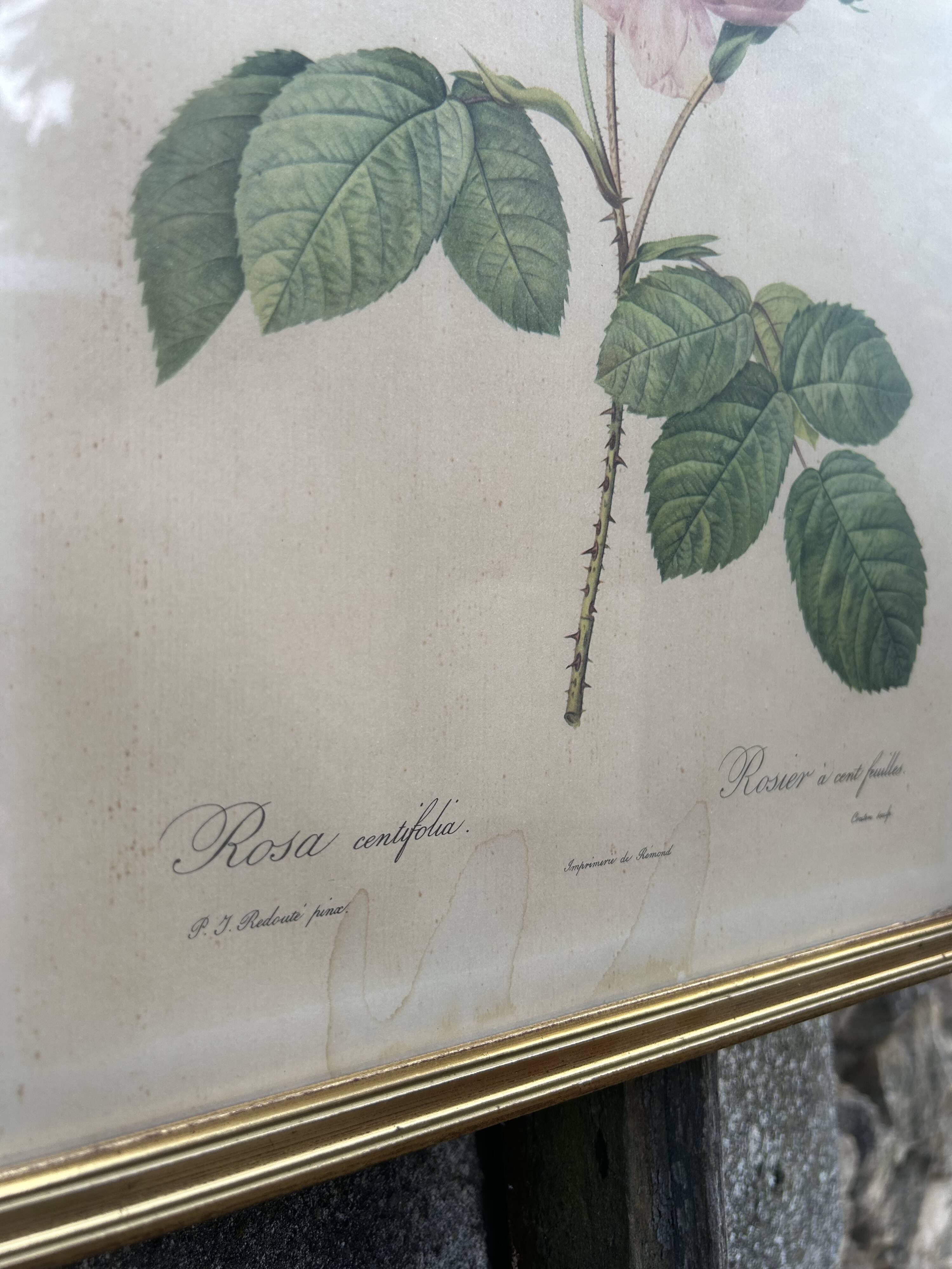 3 antique botanical engravings "Roses" after Redouté, reissue