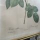 3 antique botanical engravings "Roses" after Redouté, reissue