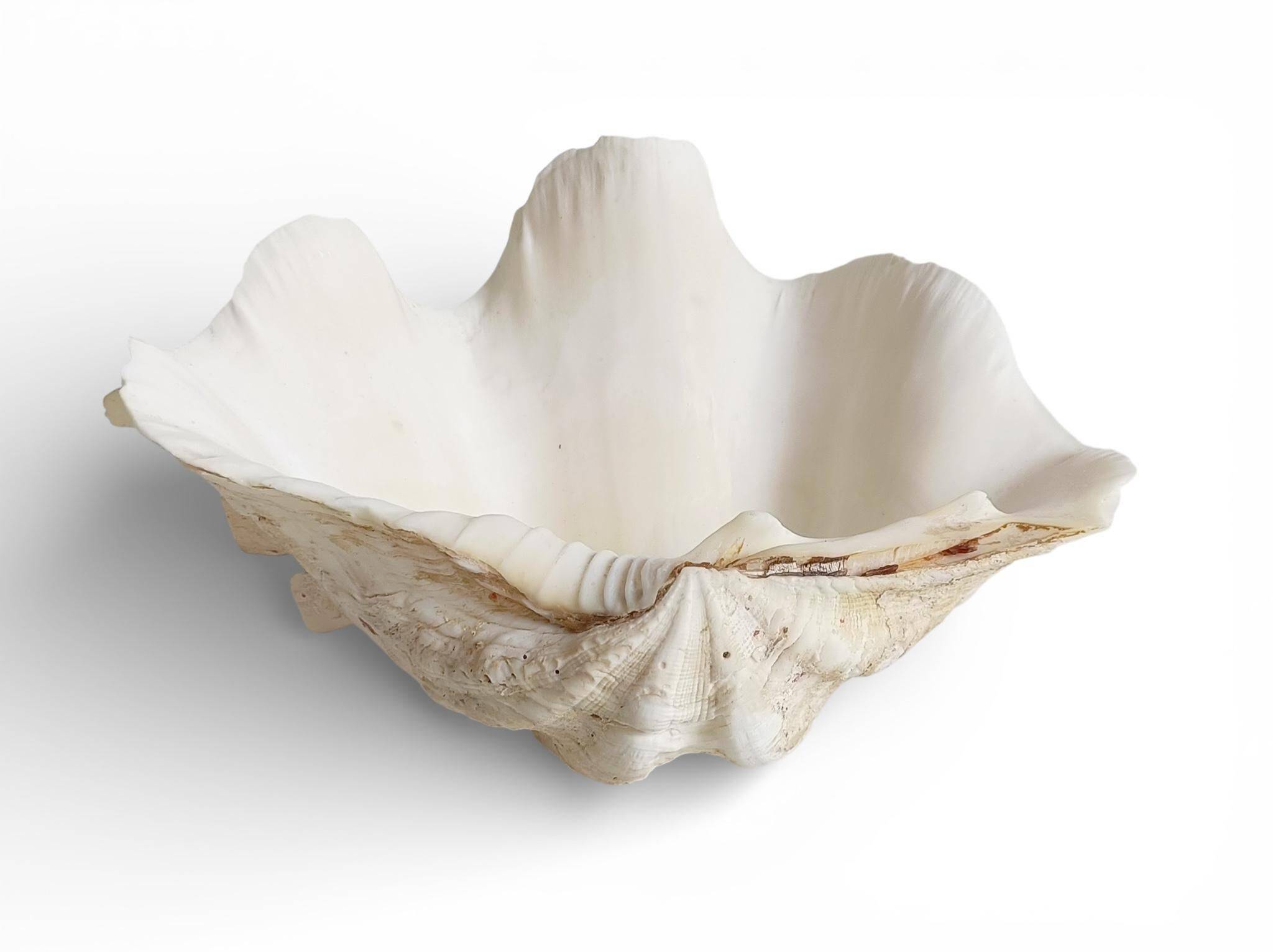 Stunning South Pacific Clam Shell – Sculptural Organic Modern Object