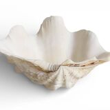 Stunning South Pacific Clam Shell – Sculptural Organic Modern Object