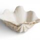 Stunning South Pacific Clam Shell – Sculptural Organic Modern Object