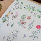 Printed in 1967, calming plants.