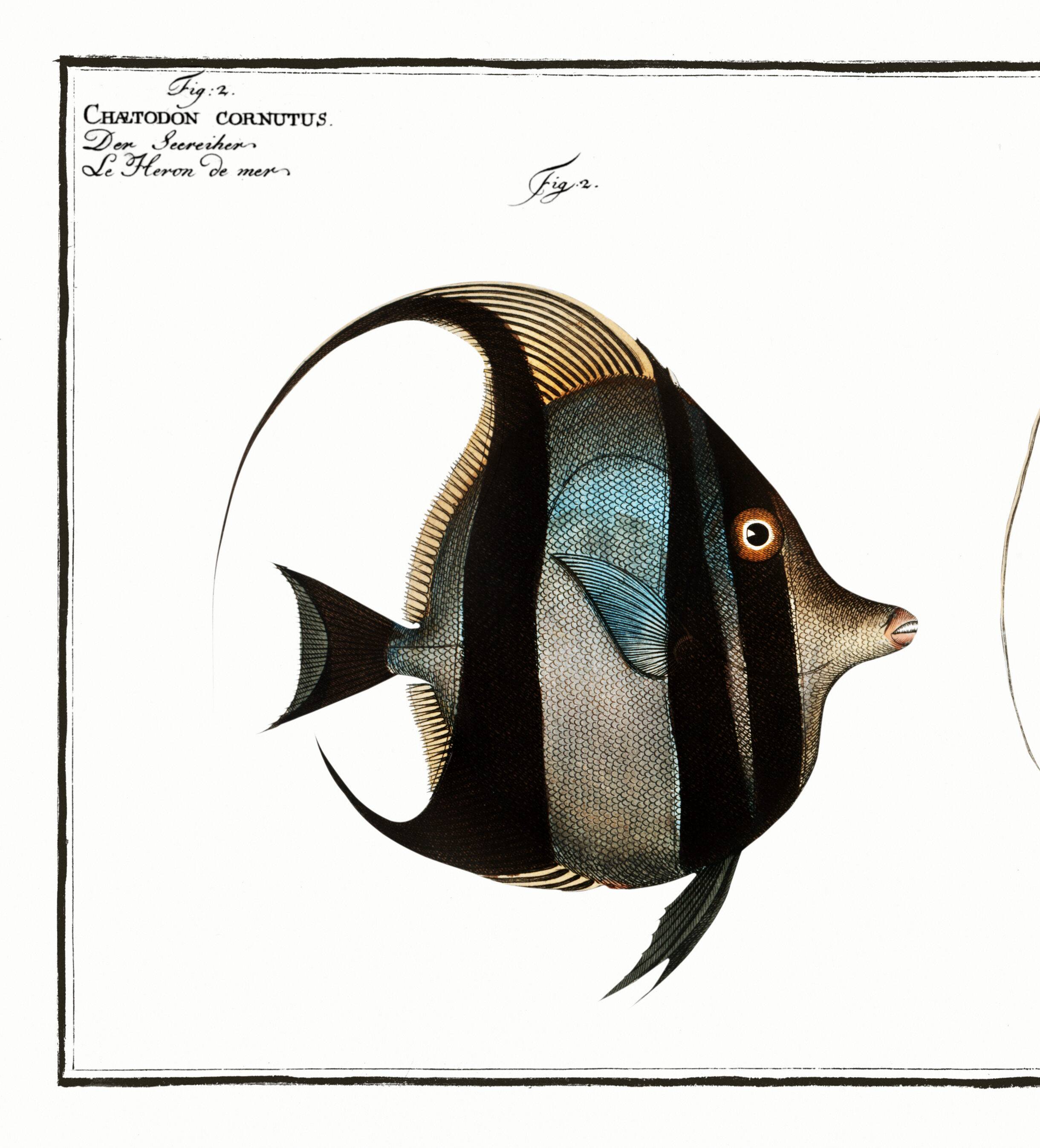 Poster about Butterfly Fish, based on an old engraving from 1746.