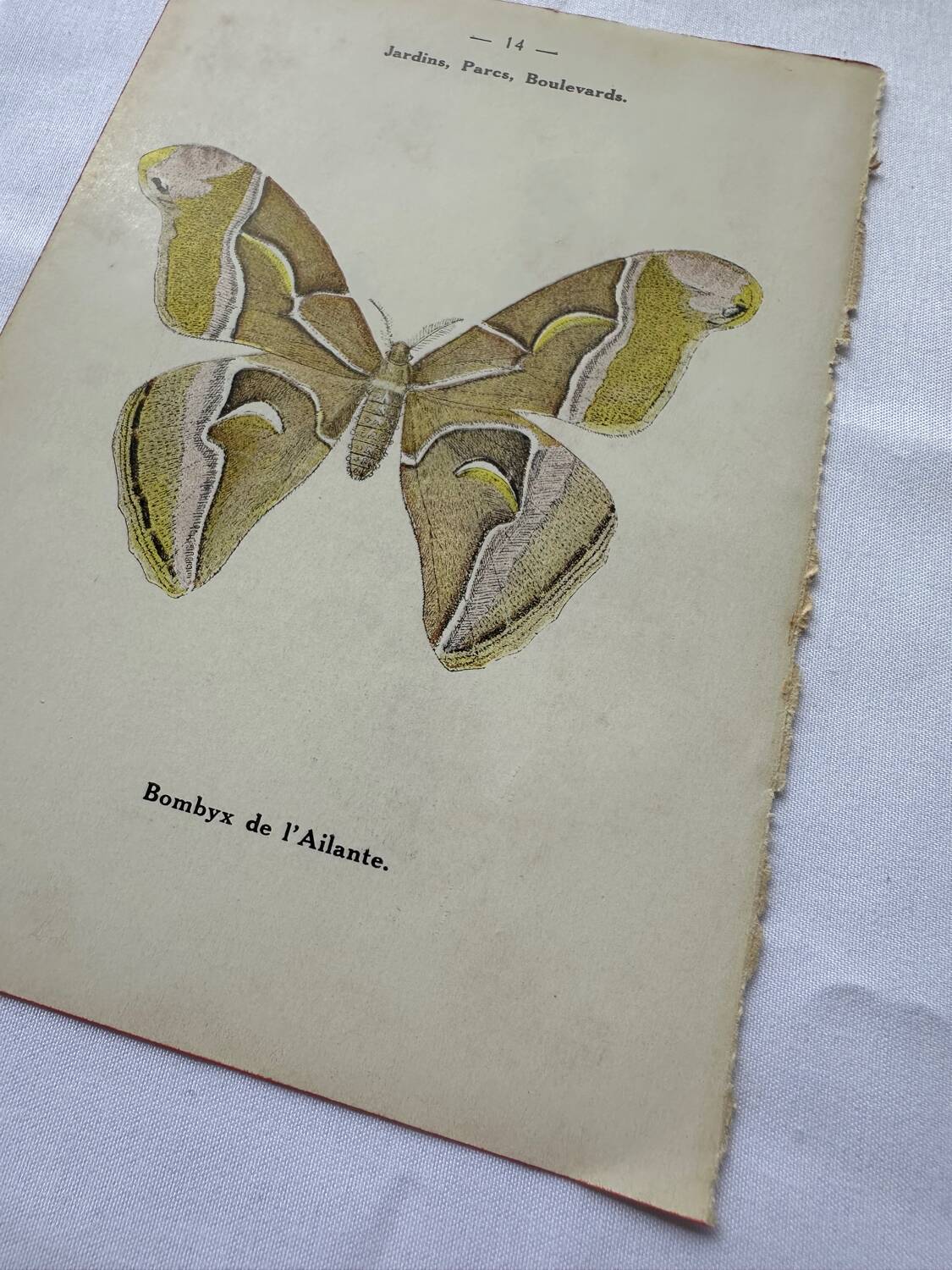 Vintage botanical engraving double-sided naturalist plate 18th century