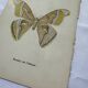 Vintage botanical engraving double-sided naturalist plate 18th century