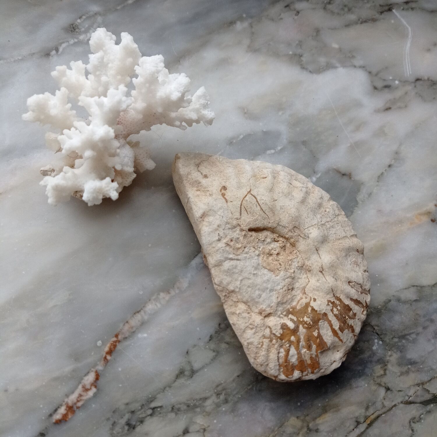 Fossilized ammonite and coral