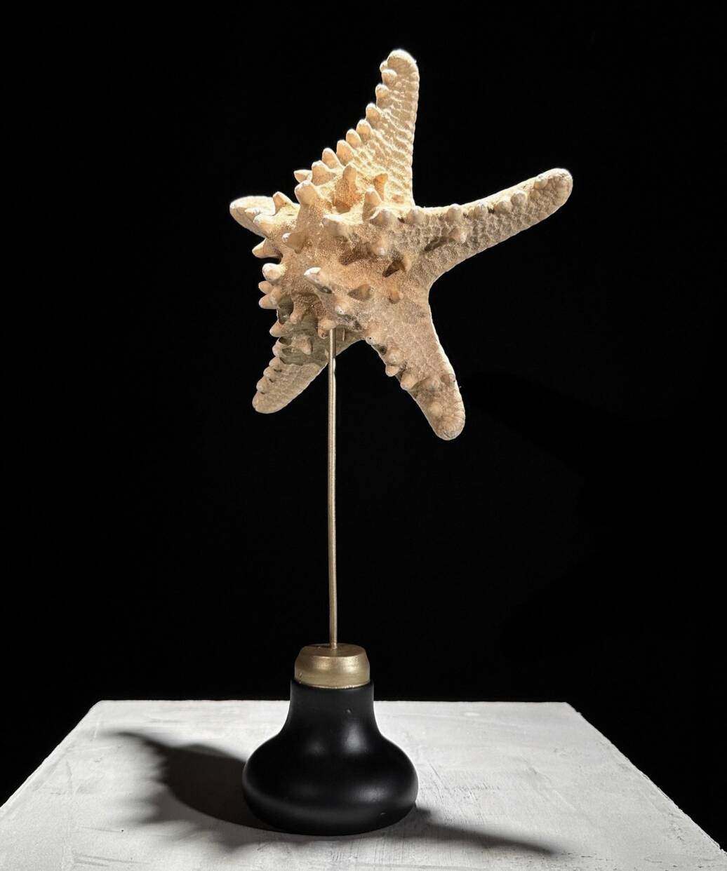 Starfish Protoreaster nodosus on a base