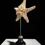Protoreaster nodosus starfish on base