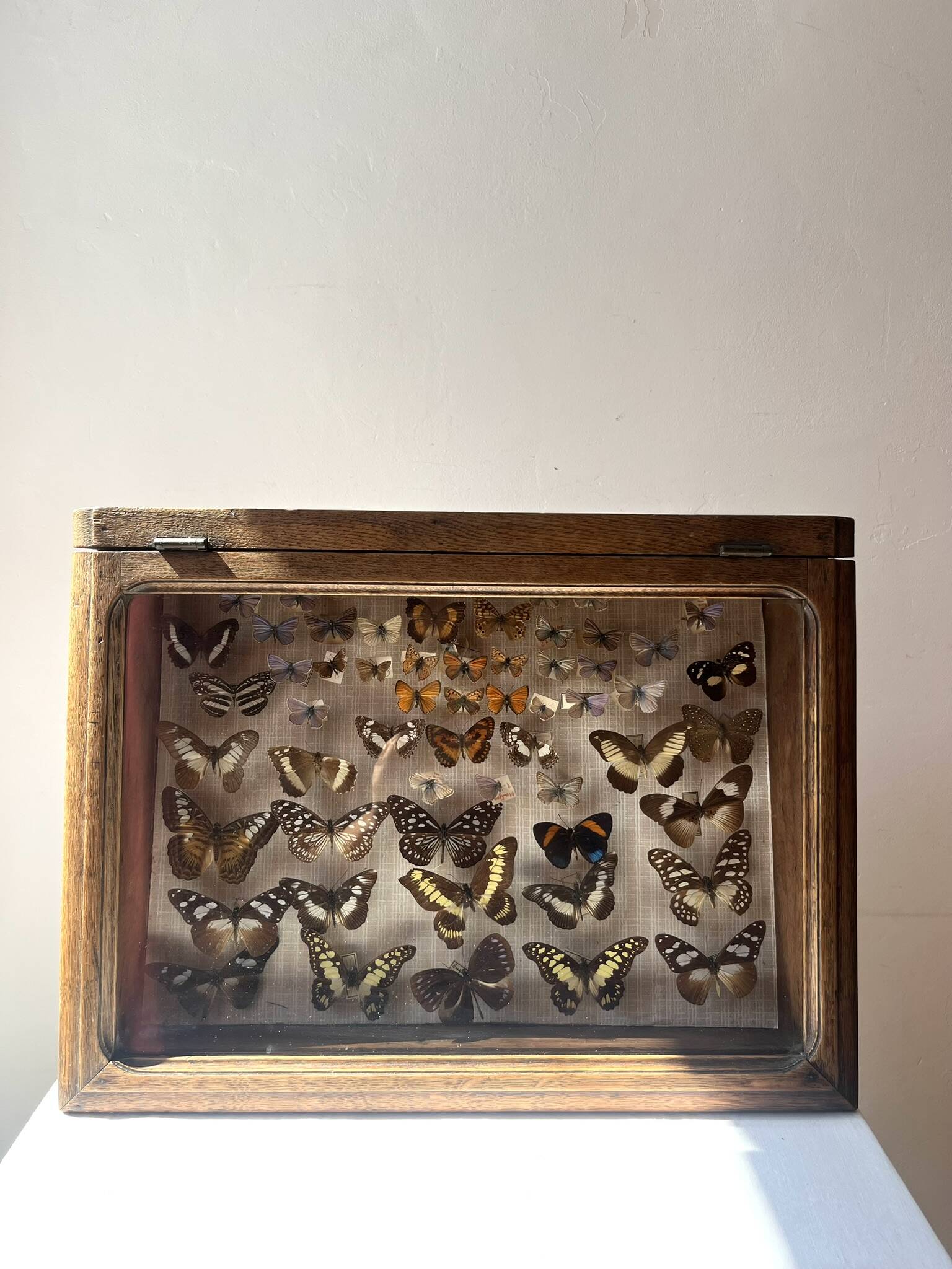 Vitrine / Collection de papillons anciens - 62 papillons
