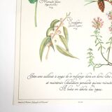 Botanical herbal tea