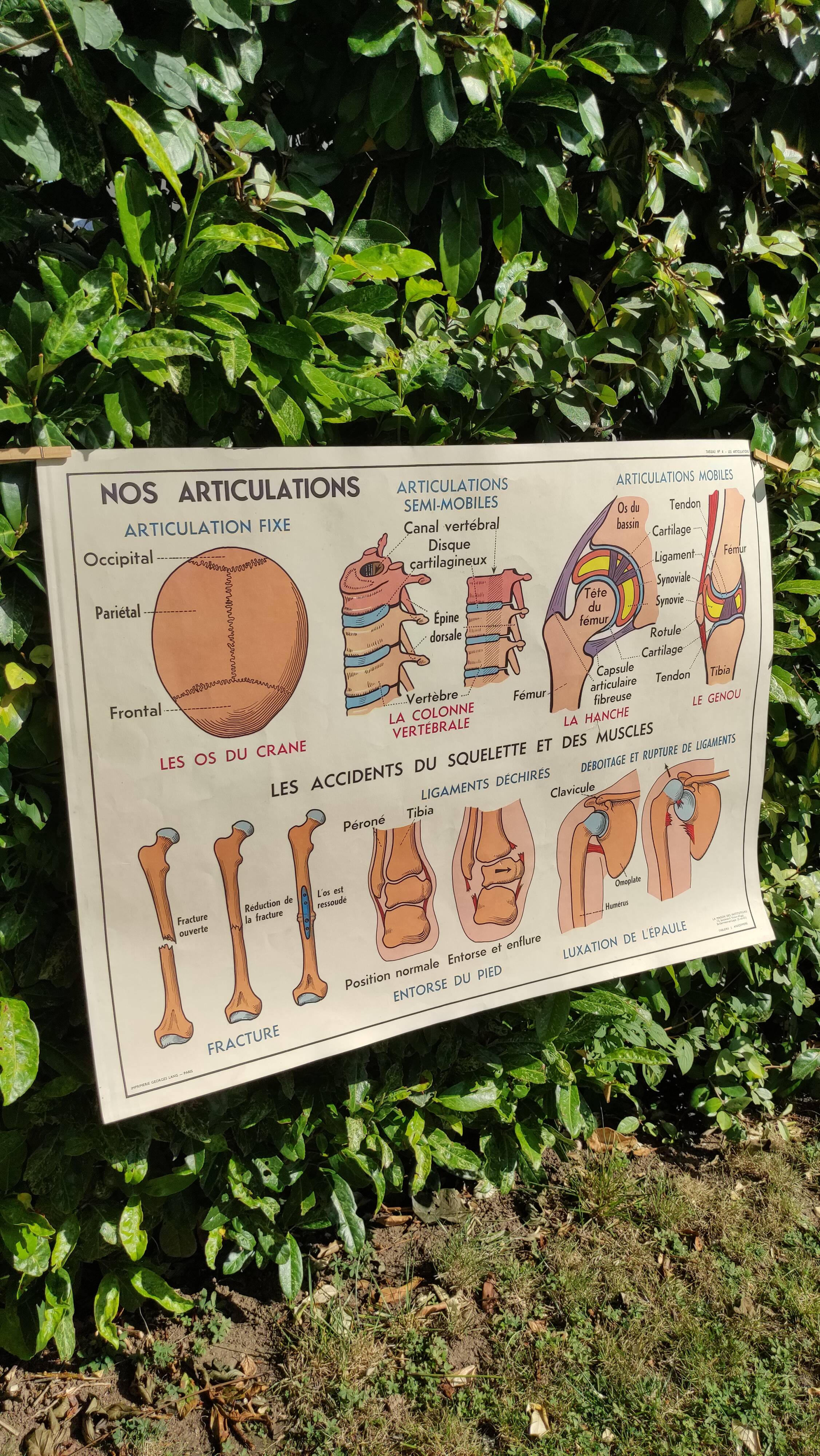 Educational poster on the skeleton and joints