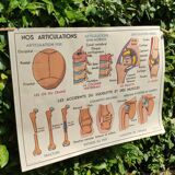 Educational poster on the skeleton and joints