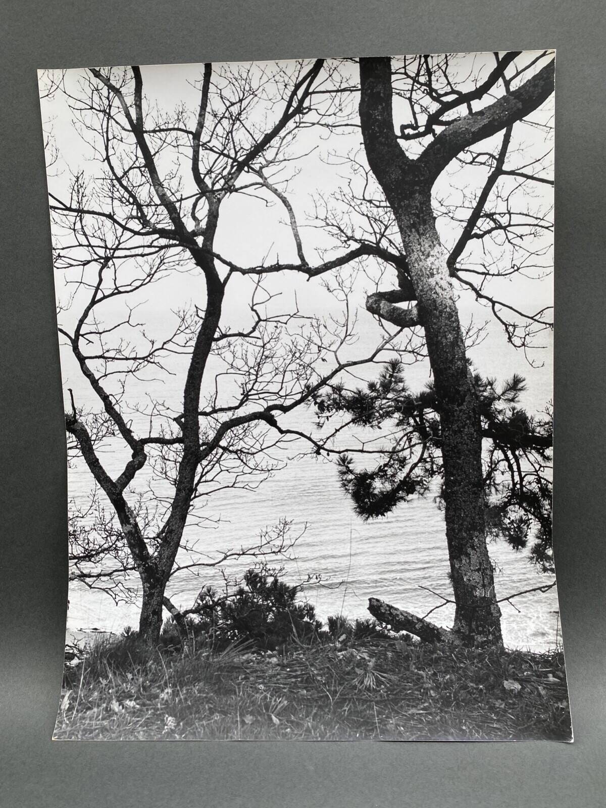Silver gelatin photograph by Bernard Darot, Two Trees by the Water, 20th century