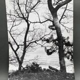 Silver gelatin photograph by Bernard Darot, Two Trees by the Water, 20th century