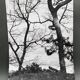 Silver gelatin photograph by Bernard Darot, Two Trees by the Water, 20th century