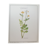 Planche botanique Chélidoine