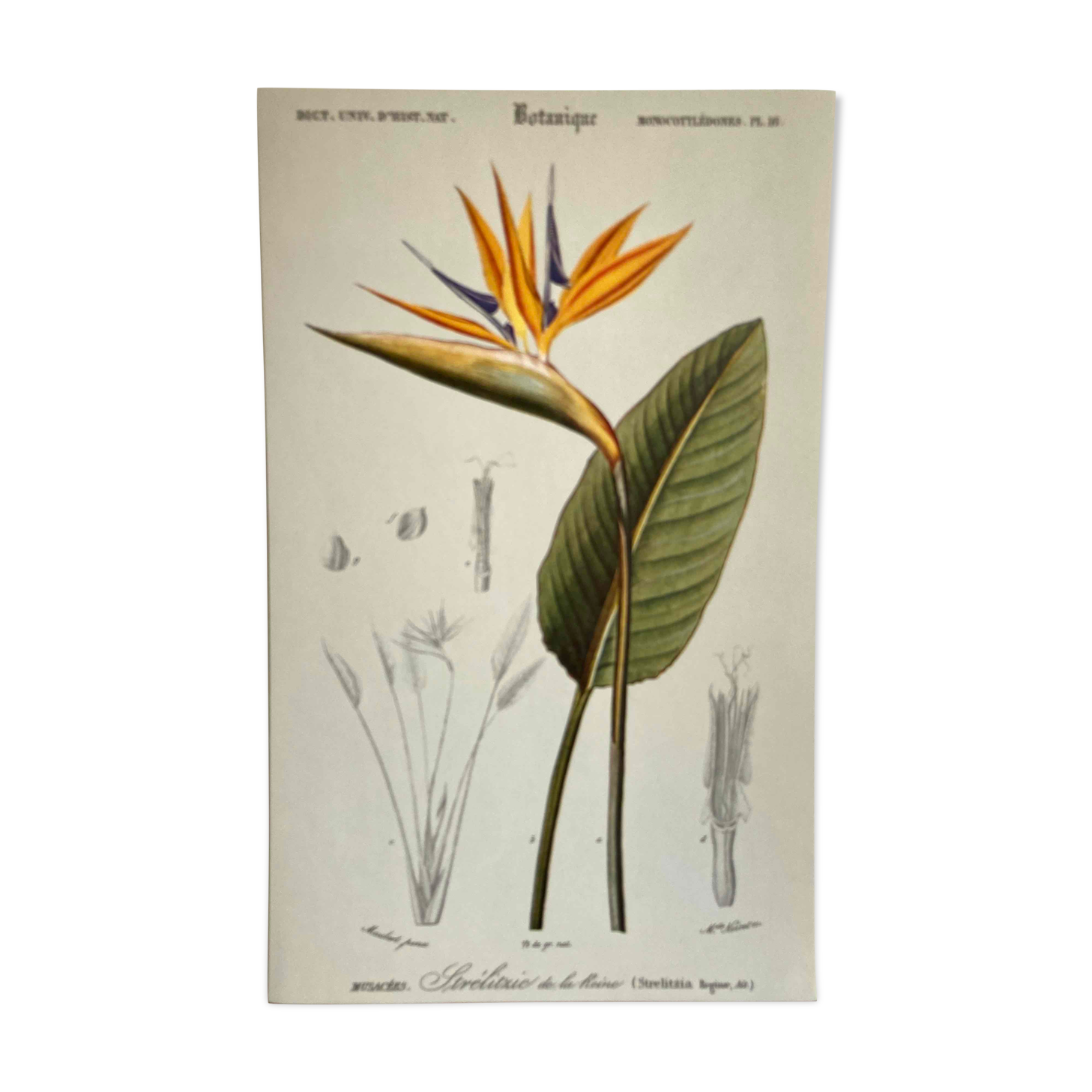 Planche botanique Oiseaux du Paradis