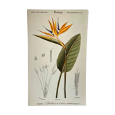Botanical board Birds of Paradise