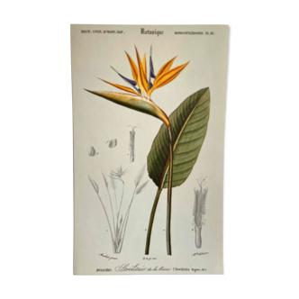 Botanical board Birds of Paradise