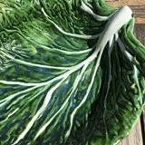 Salad bowl or vegetable cabbage leaf in green slurry