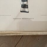 Bird lithographs