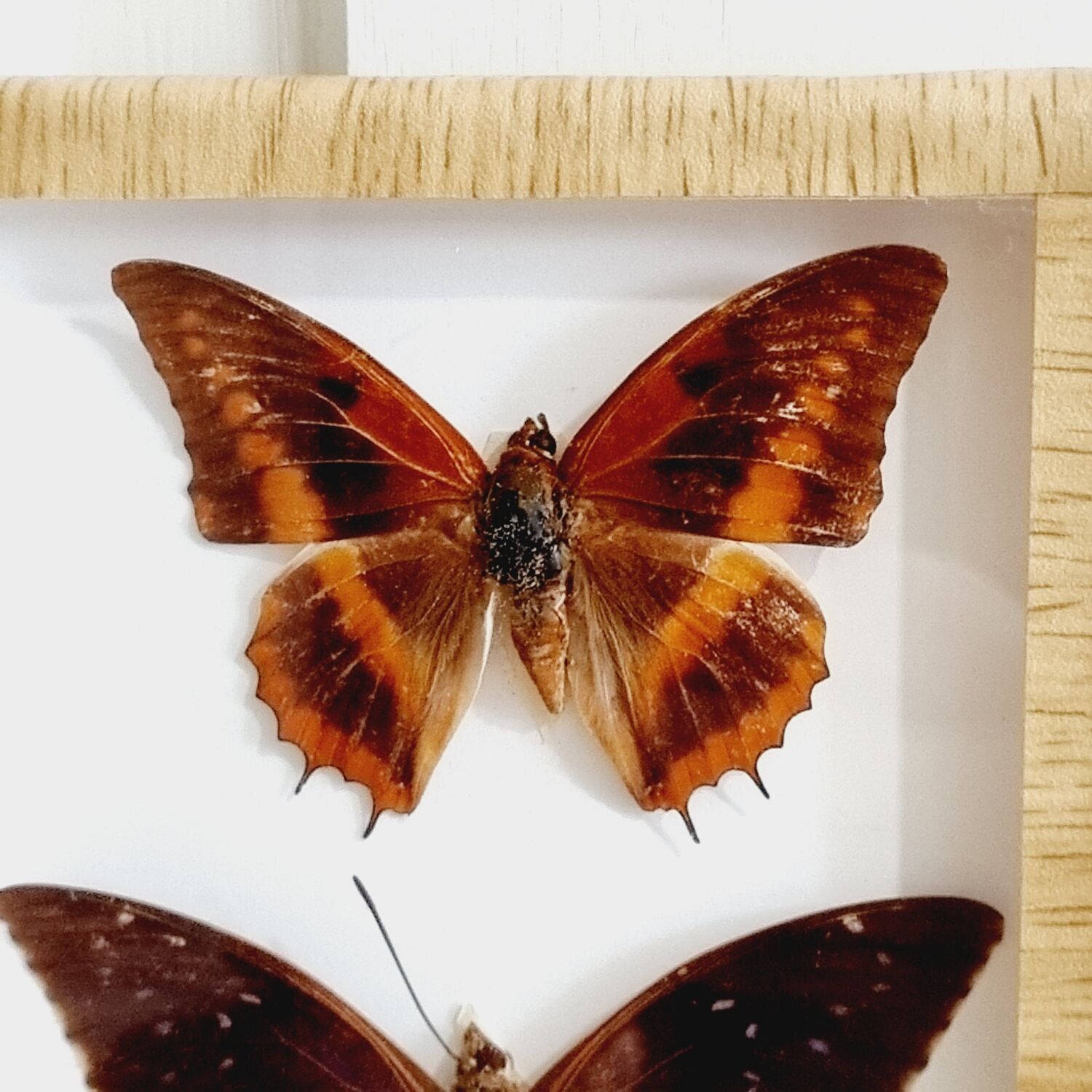 Frame 9 butterflies naturalized Congo 1984