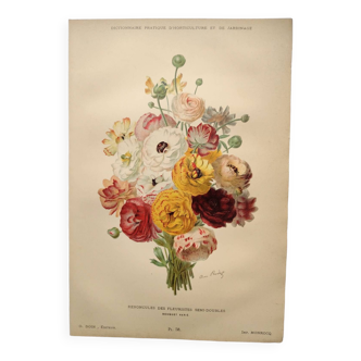 Gravure botanique de 1897 - Renoncules des Fleuristes - Planche originale ancienne de fleur. A.Rodez