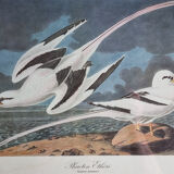 Vintage reproduction after jean-jacques audubon, ornithology, phaeton etheré