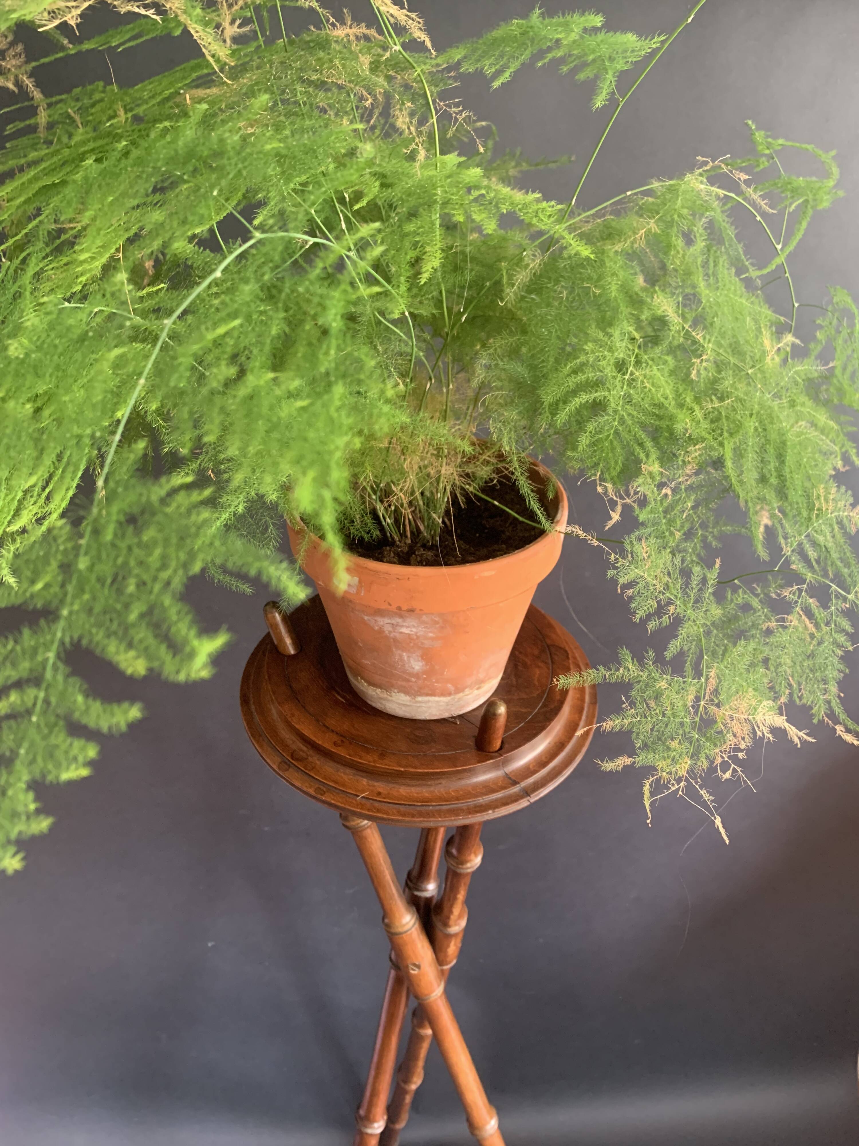 Napoleon III tripod plant stand in bamboo-style wood