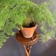 Napoleon III tripod plant stand in bamboo-style wood