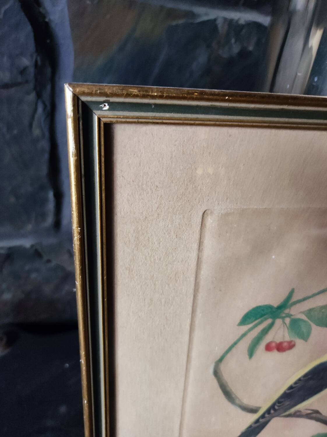 Colorized engraving, Loriot Jonquille, 19th century