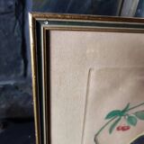 Gravure colorisée, Loriot Jonquille, 19e