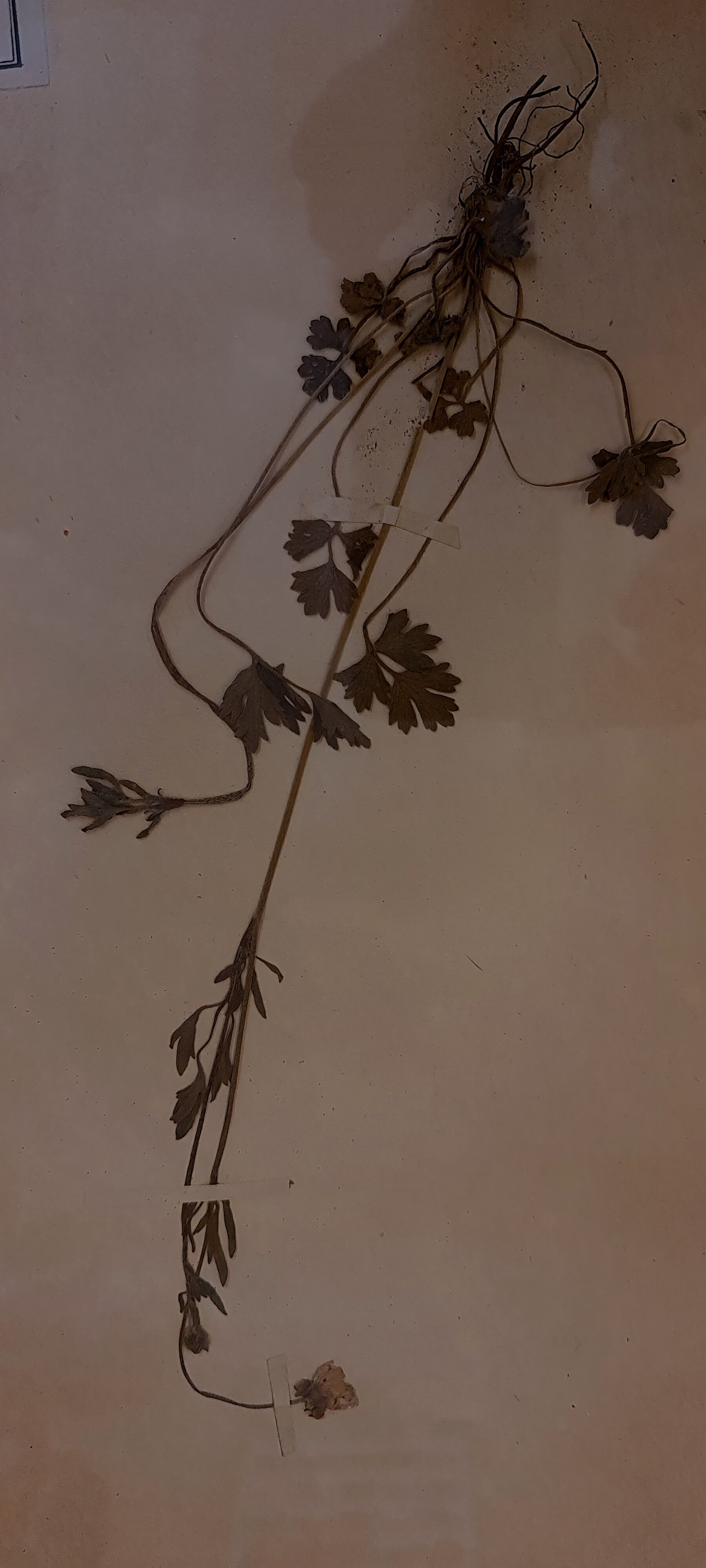 19th herbarium plank