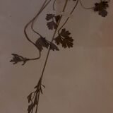 19th herbarium plank