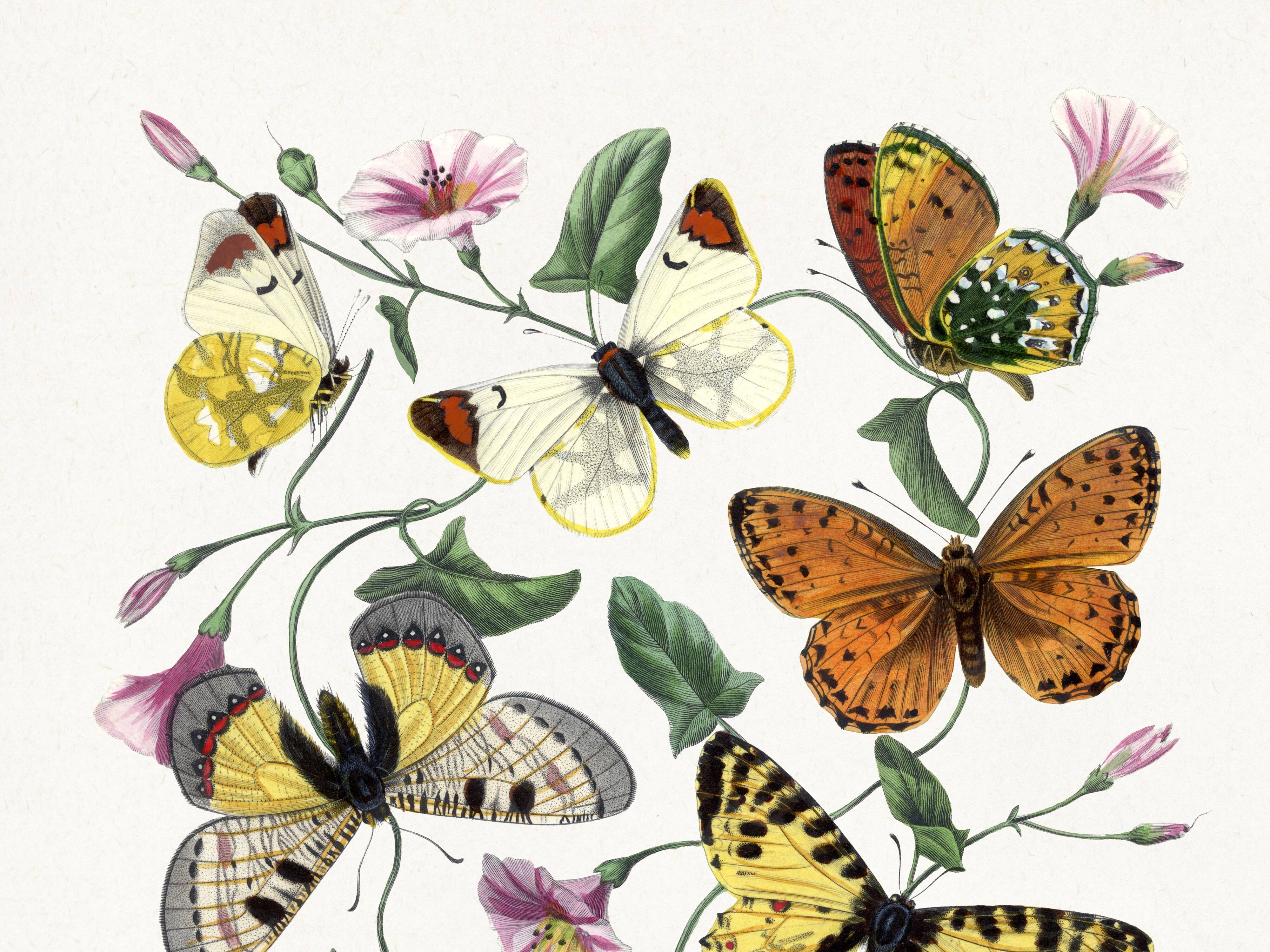 Poster about butterflies, based on an old engraving from 1842.