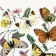 Poster about butterflies, based on an old engraving from 1842.
