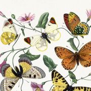 Poster about butterflies, based on an old engraving from 1842.