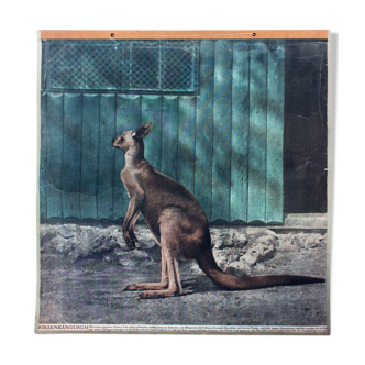 Displays educational Kangaroo