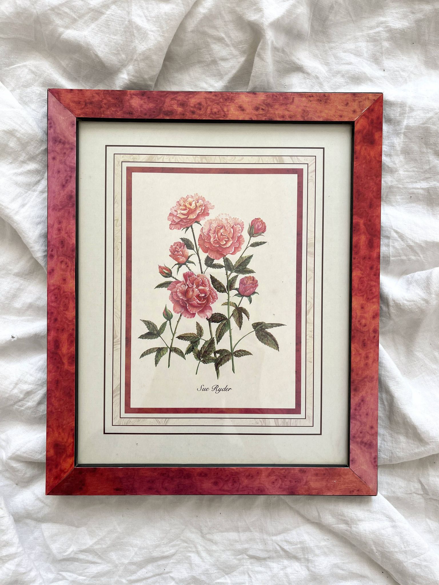 Lithographie botanique vintage